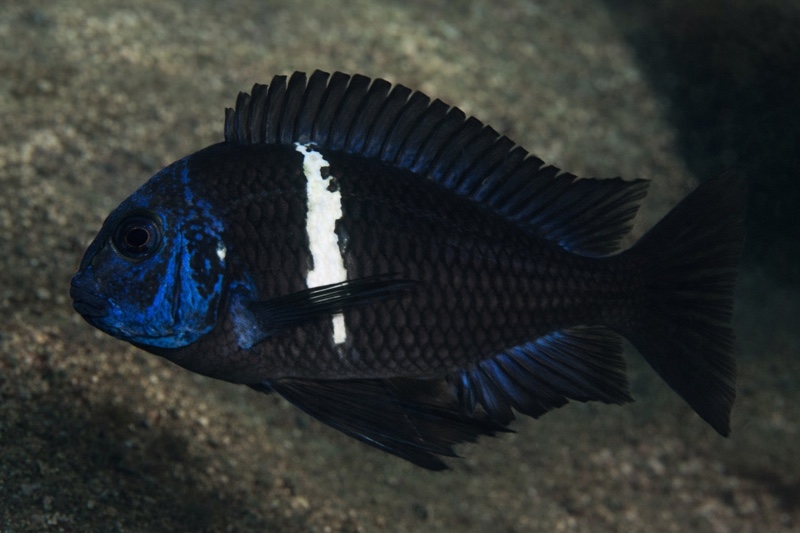 Tropheus duboisi 'Katumbi Point'